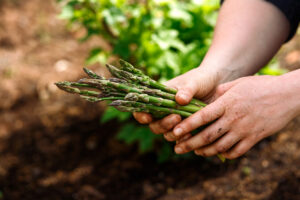 asparagus